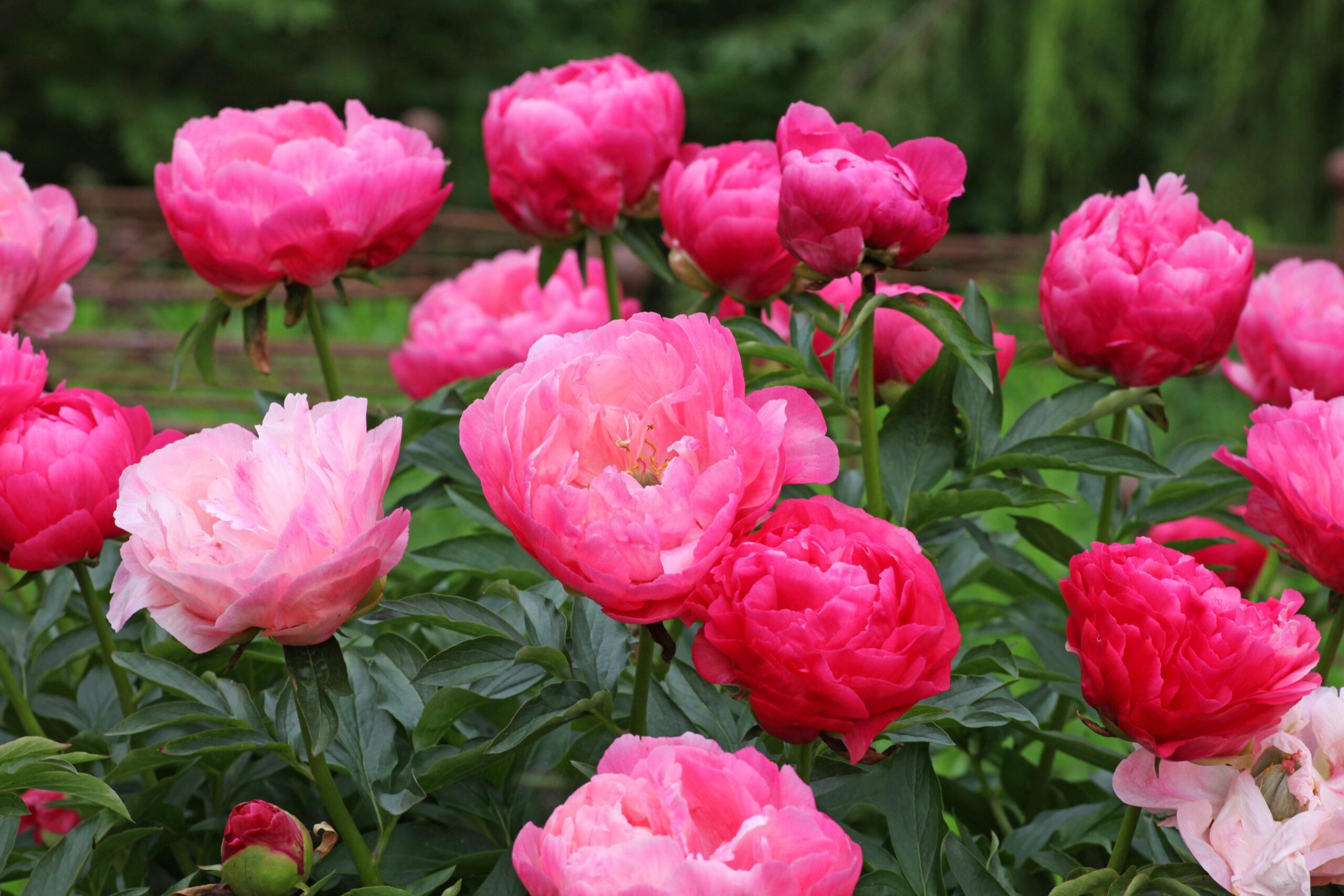 White Lotus & Peony Summer Splash Sale
