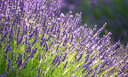 Lavender Mint