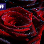 An exotic Velvet Rose