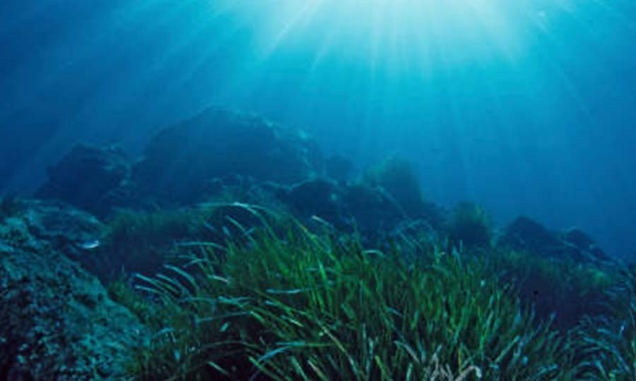 Deep Sea Blue