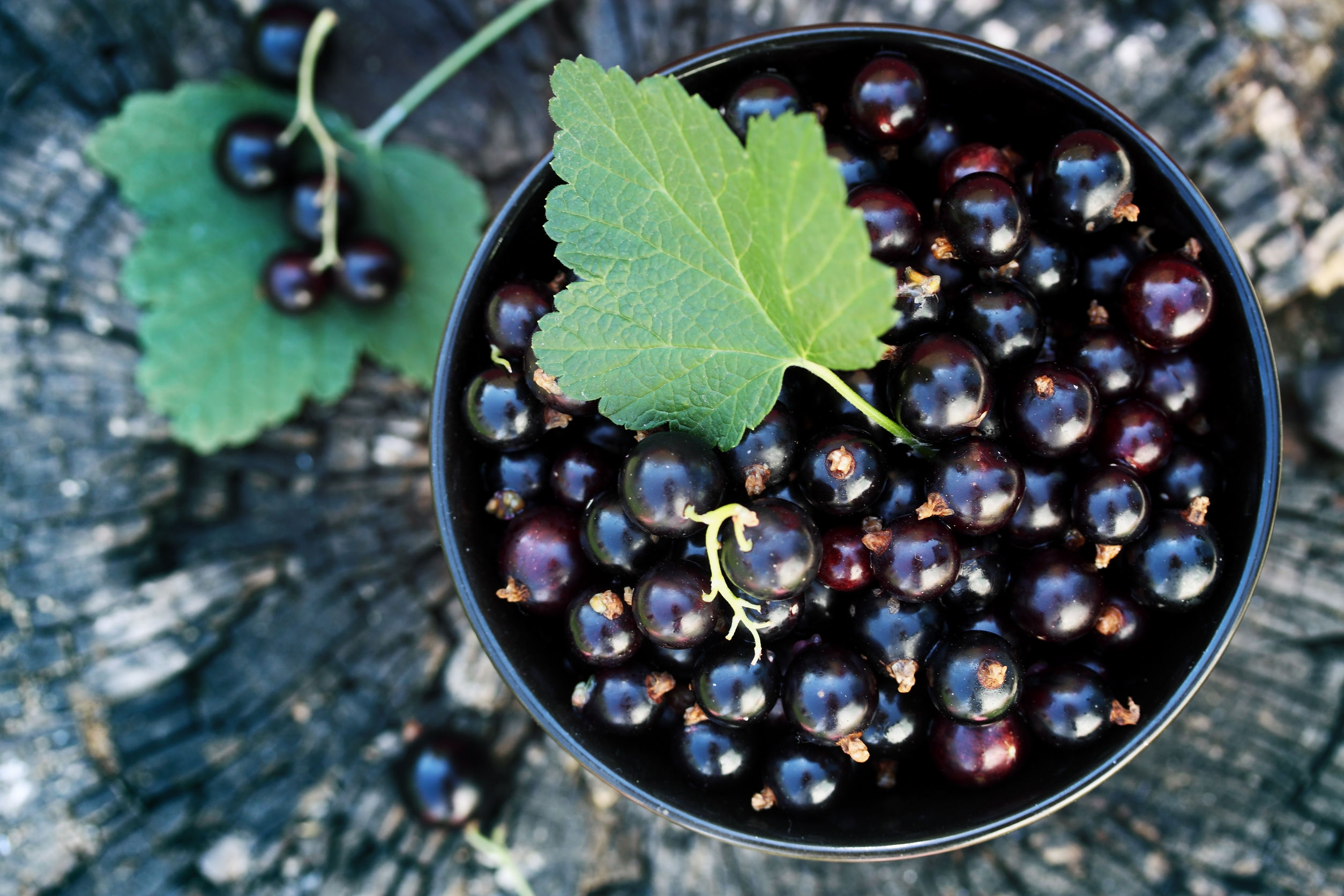Fleur de Cassis Fragrance Oil