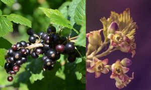 Fleur de Cassis