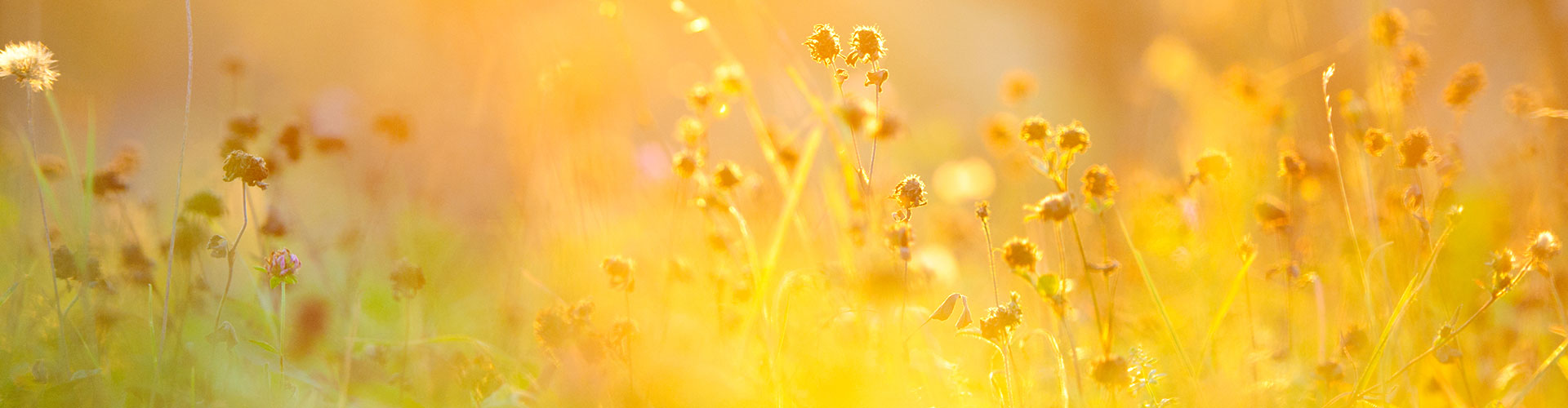 Printemps Fragrance Oil