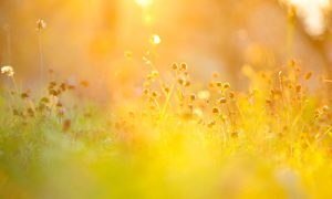Printemps