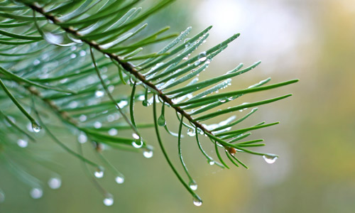 Siberian Fir