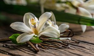 Vanilla Absolute