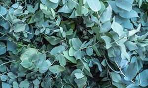 Eucalyptus & Jasmin