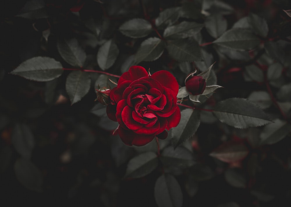 Exotic Velvet Rose