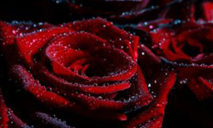 Exotic Velvet Rose