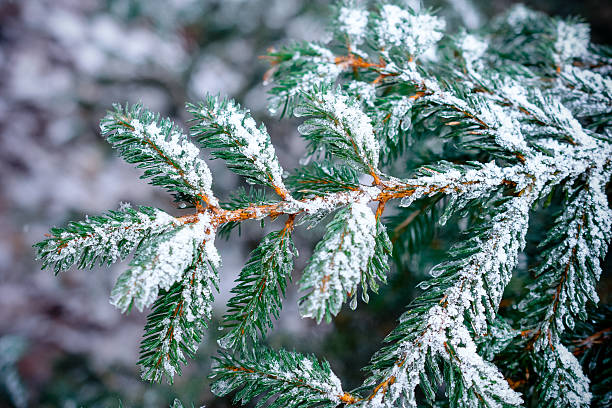 Siberian Fir Fragrance Oil