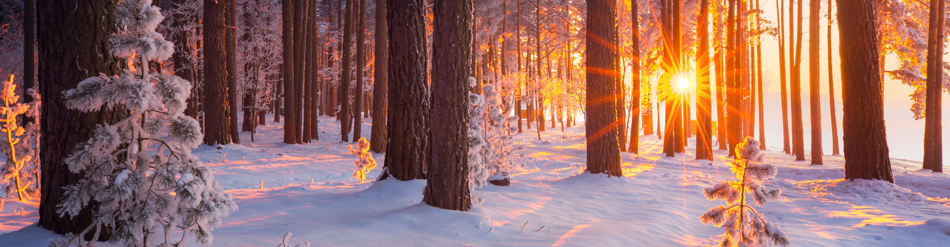 Winter Woods