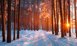 Winter Woods