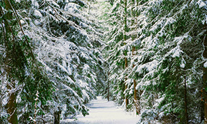 Frasier Fir