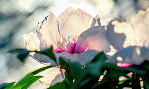 White Lotus & Peony