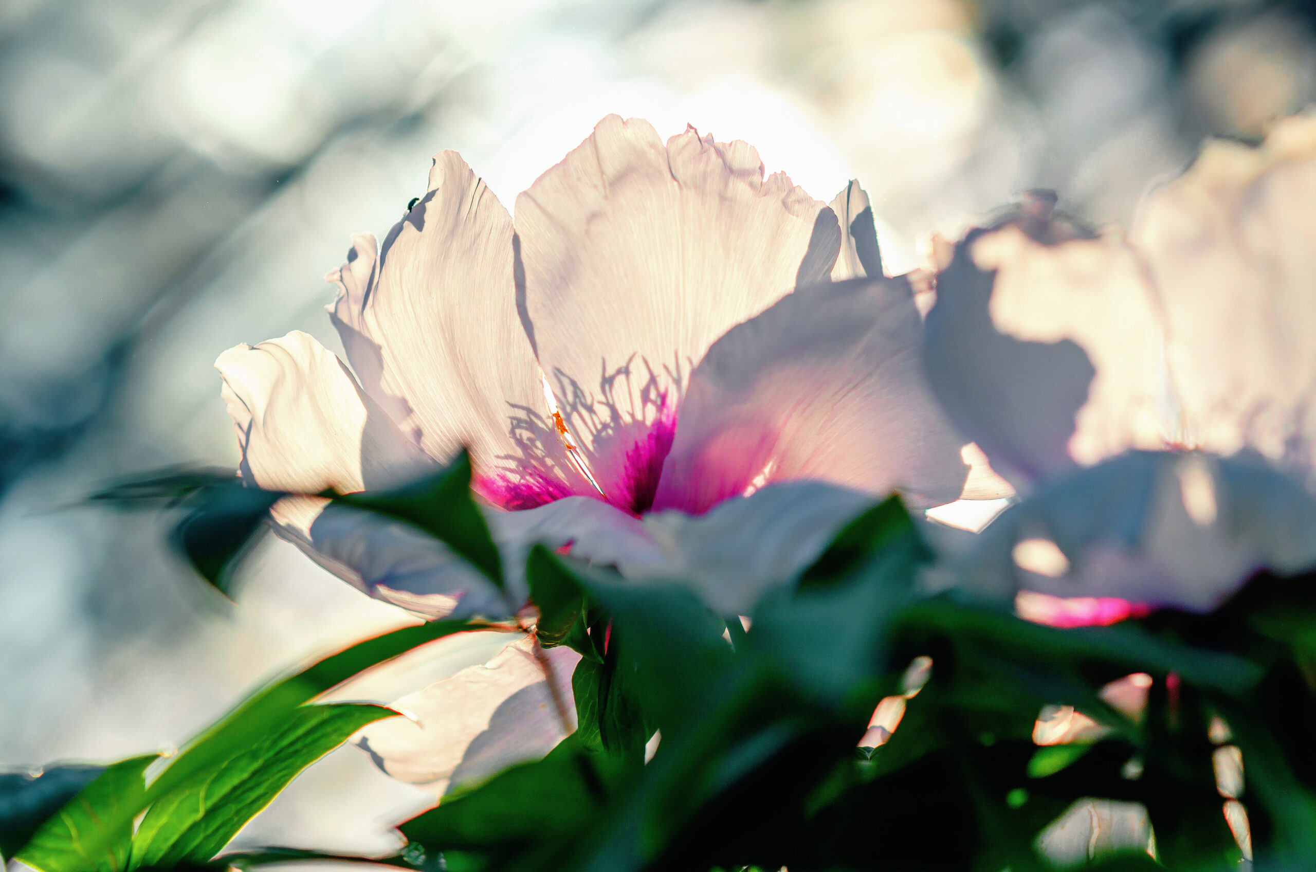 Scented Interiors by Design