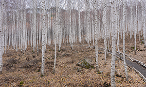 White Wood