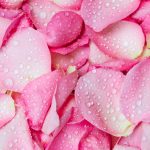 1706w-Getty-Pink-Rose-Petal-Pinkomelet-2000