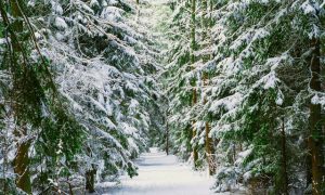 Frasier Fir 2