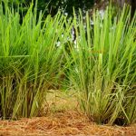 Lemon grass . It's a shrub, its leaves are long and can which was made into food.