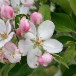 apple-blossom