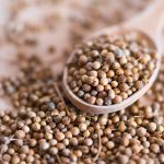 coriander