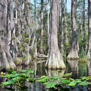 cypress