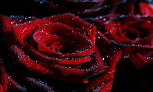 An exotic Velvet Rose