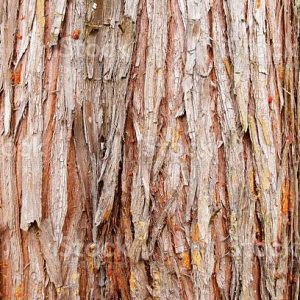 Cedar wood bark