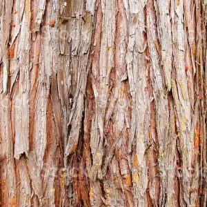 Cedar wood bark