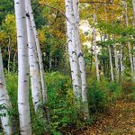 white-woods